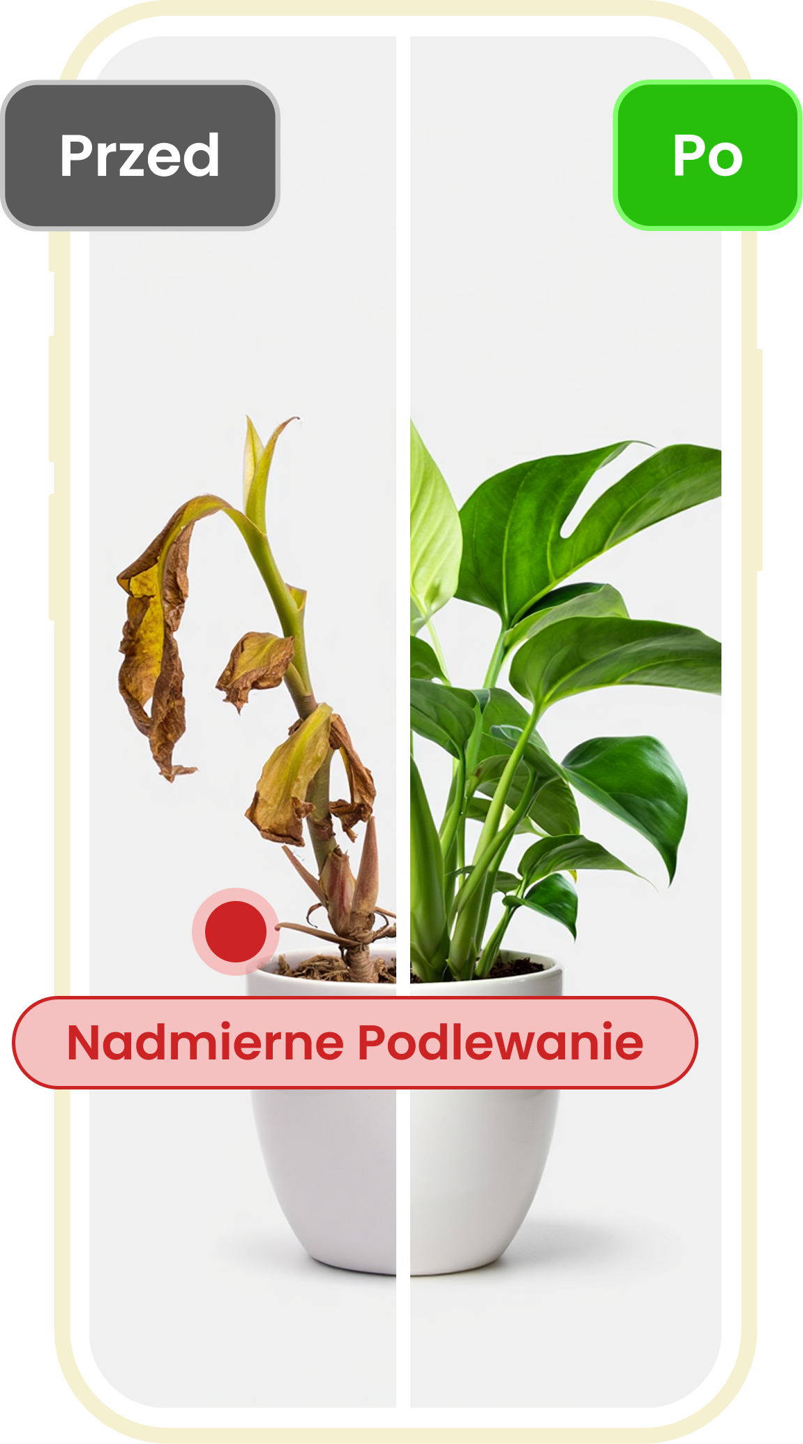 Podgląd diagnozy chorób roślin i procesu zdrowienia w aplikacji Plant ID