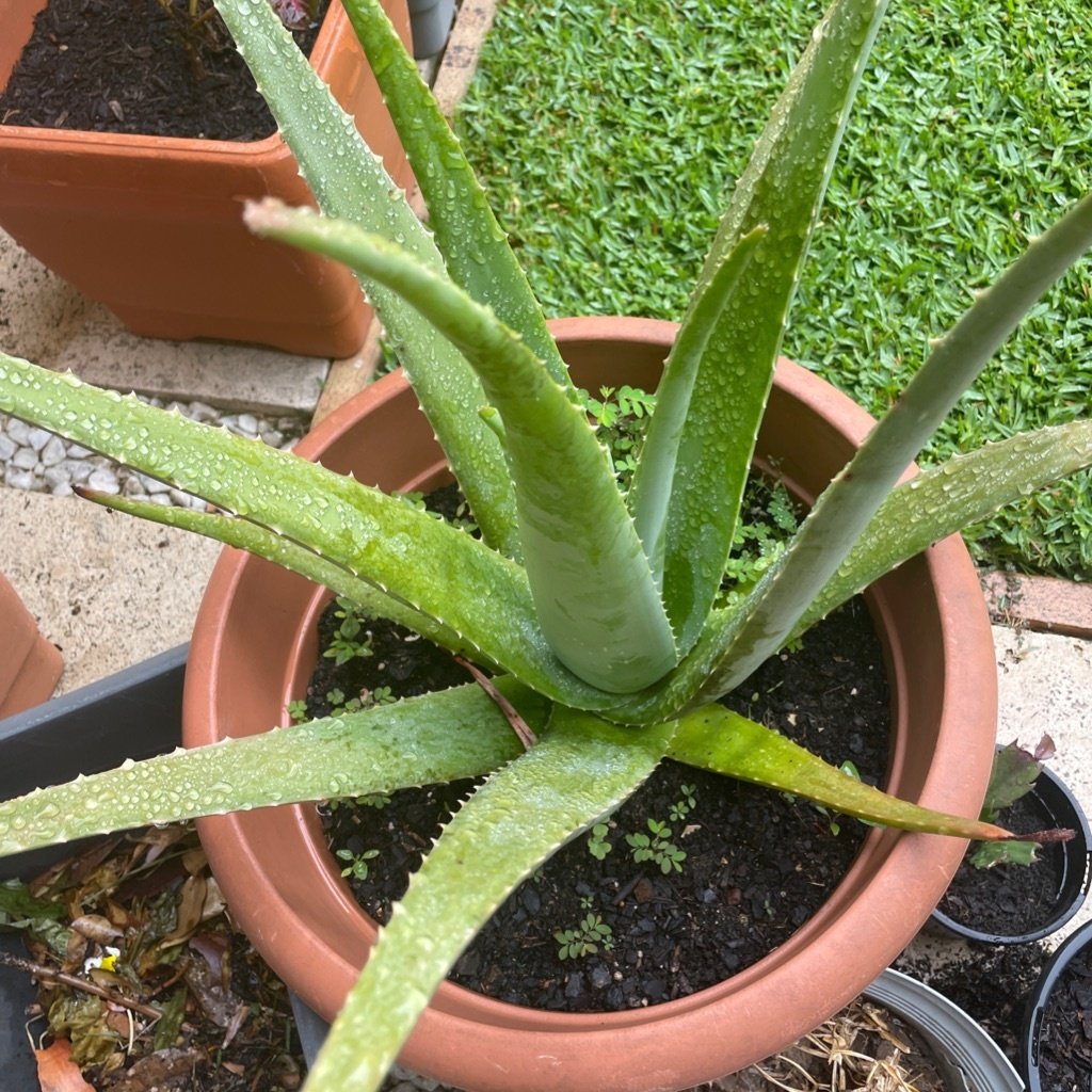 Aloes zwyczajny