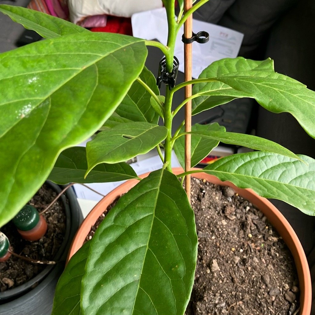 Awokado