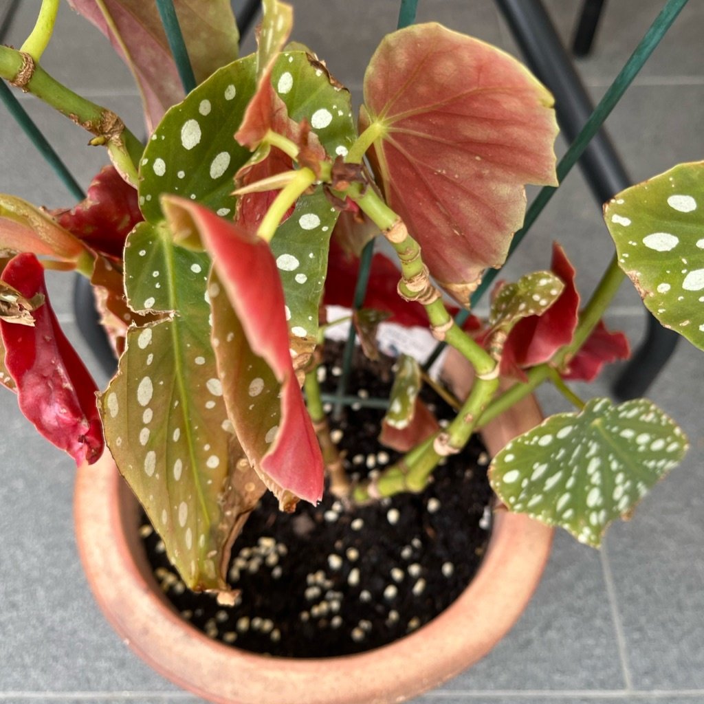Begonia w kropki