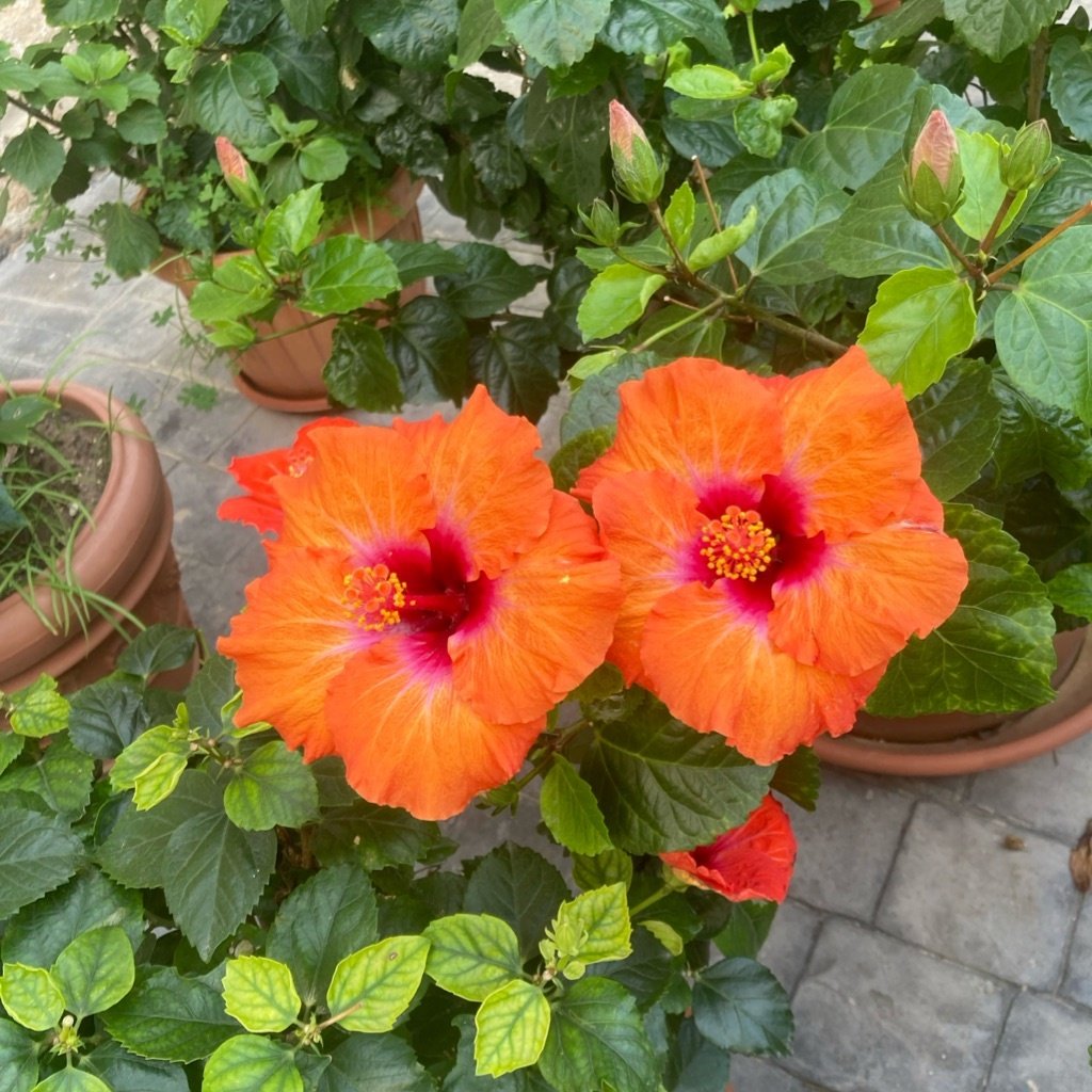Chiński hibiskus