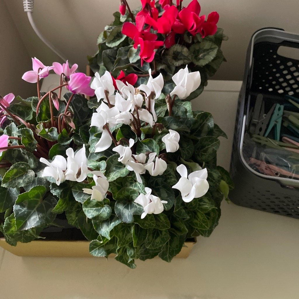 Cyklamen florystyczny