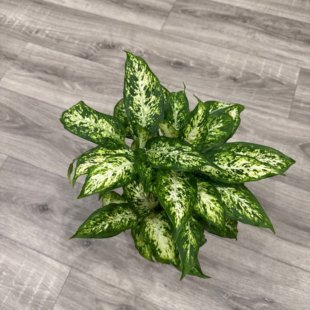 Diffenbachia