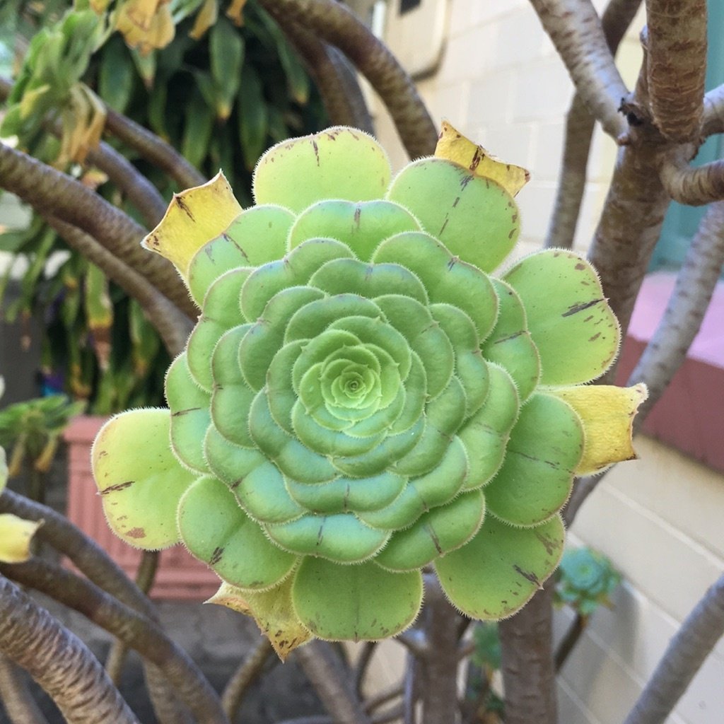 Drzewo Aeonium