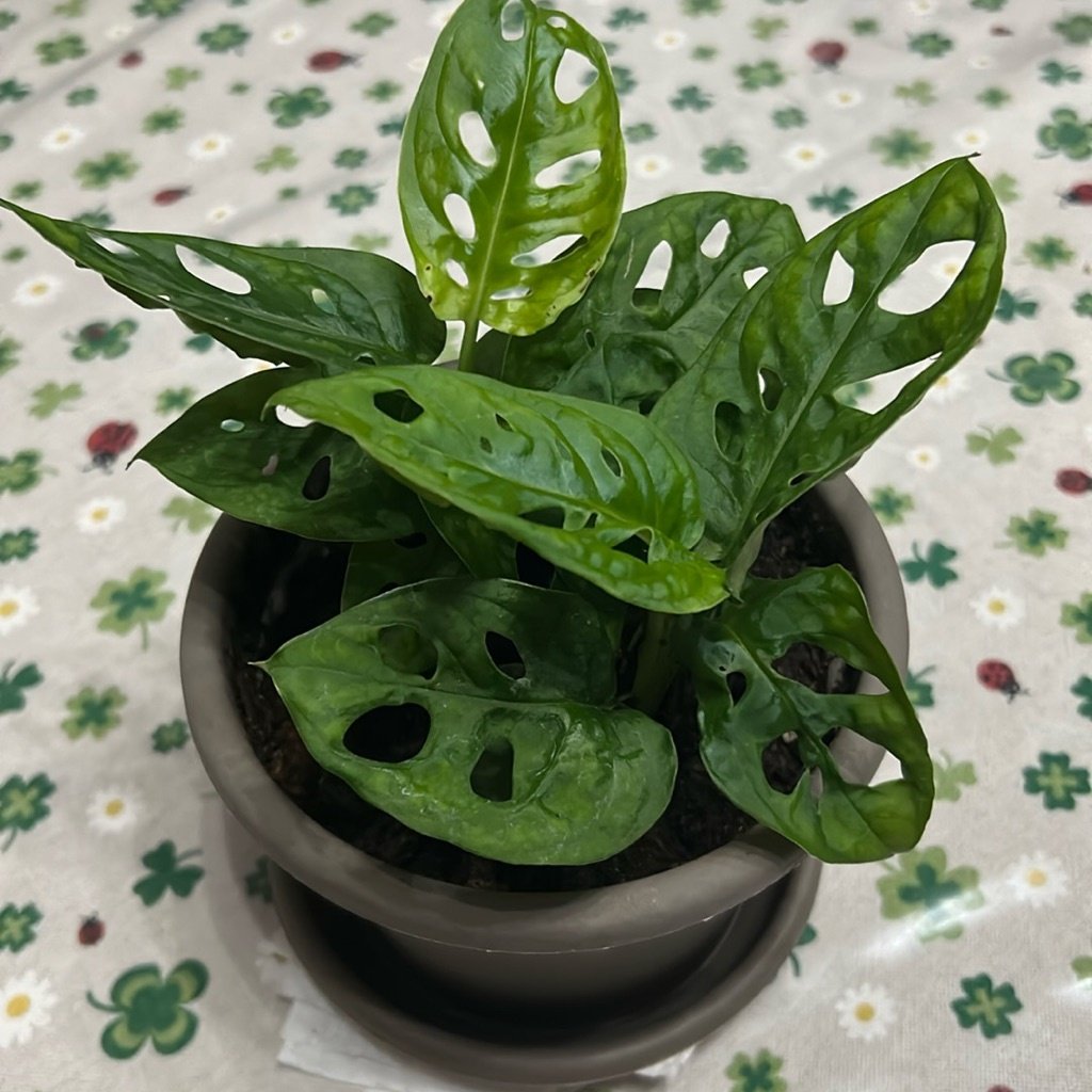 Dziurawa Monstera
