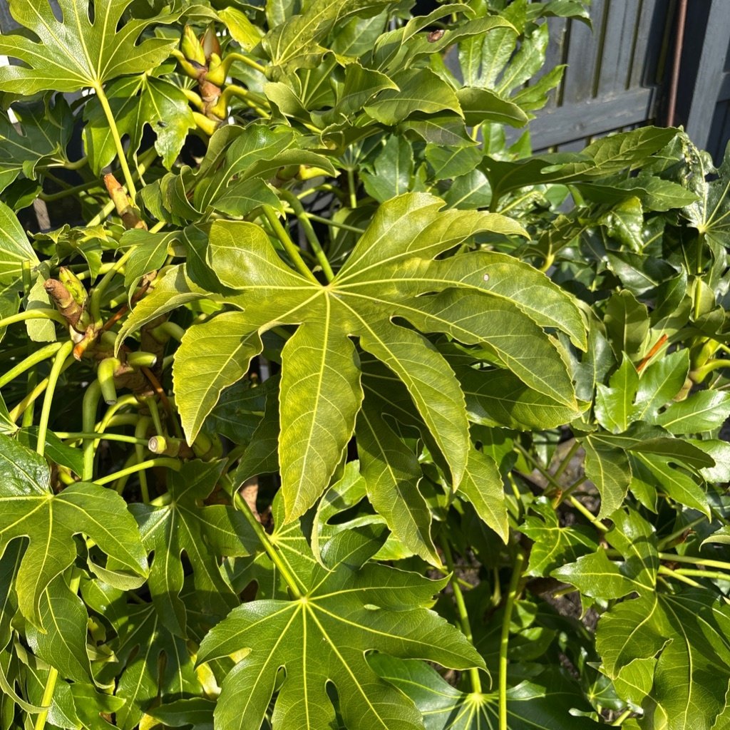 Japońska Aralia