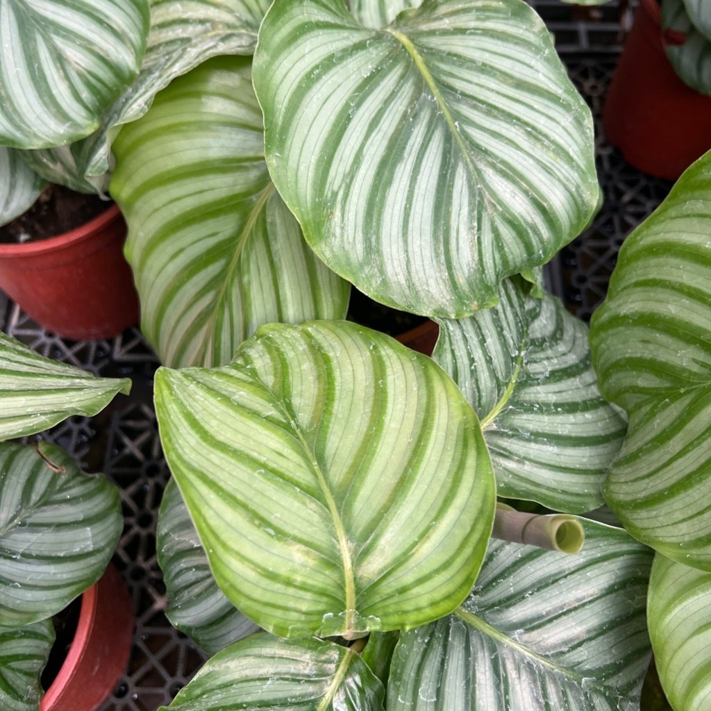 Kalatea orbifolia