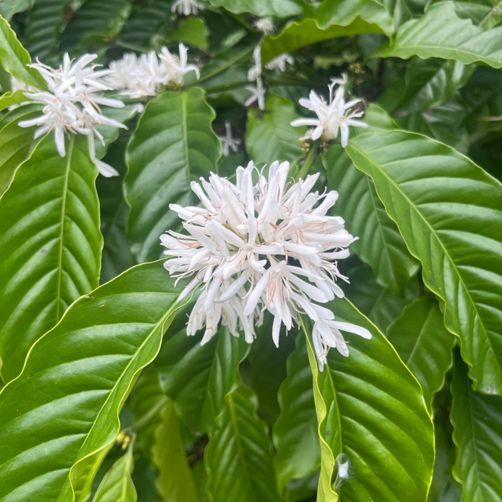 Kawa Arabica