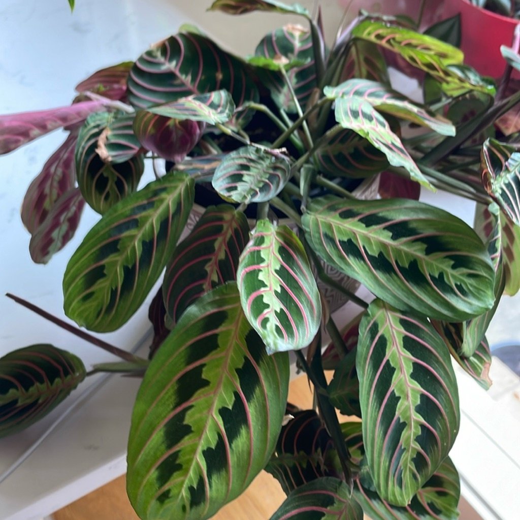 Maranta