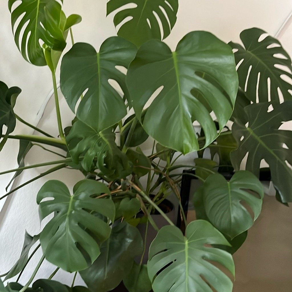 Monstera dziurawa