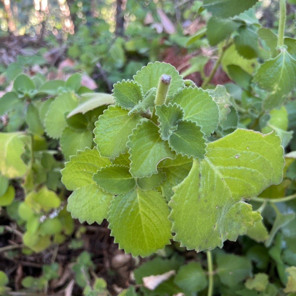 Oregano Kubańskie
