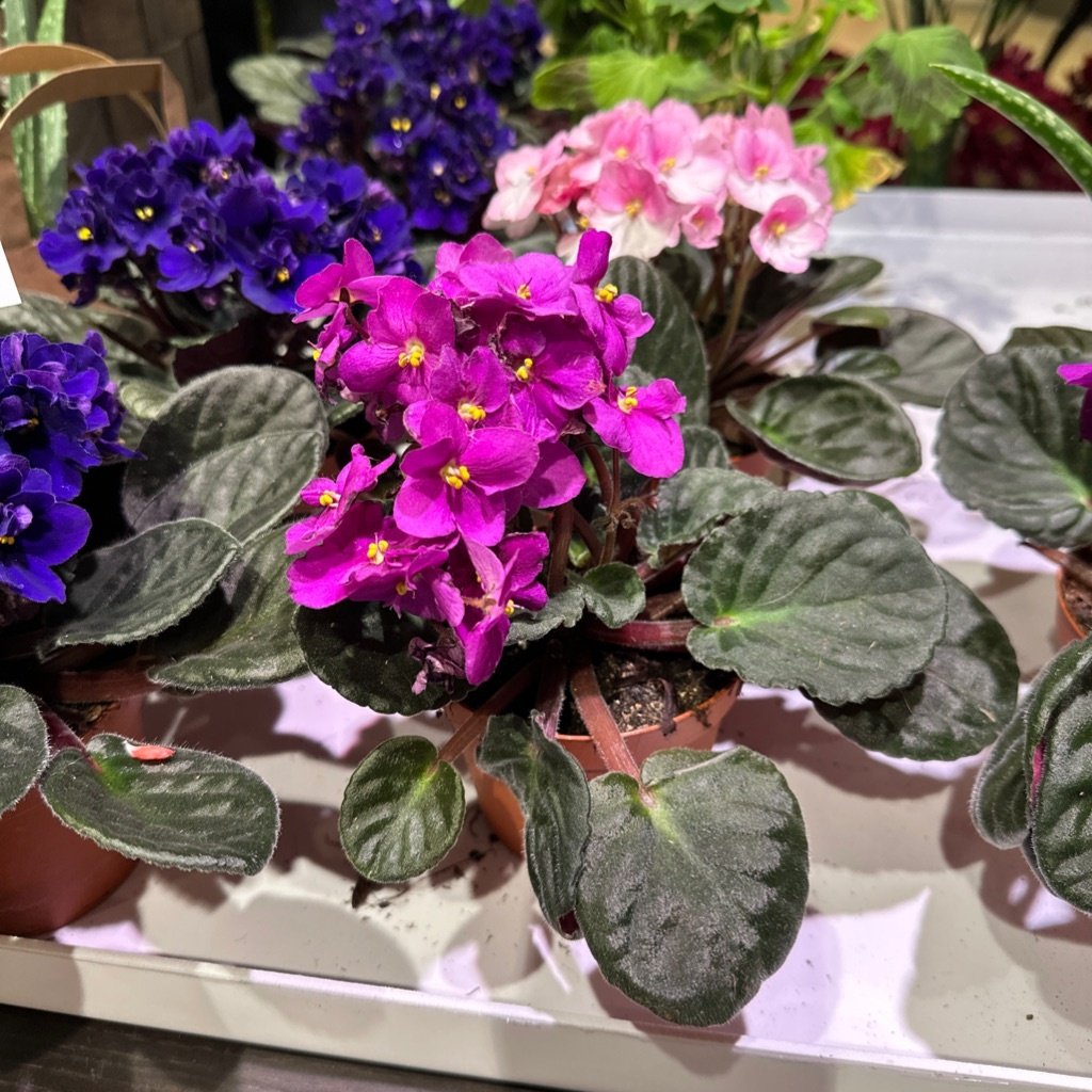 Pantofelek Streptocarpus