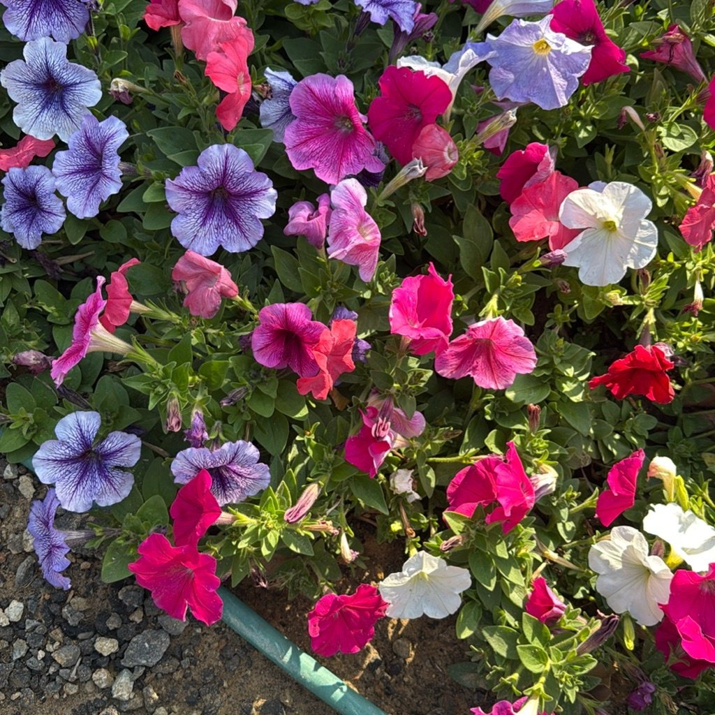 Petunia ogrodowa