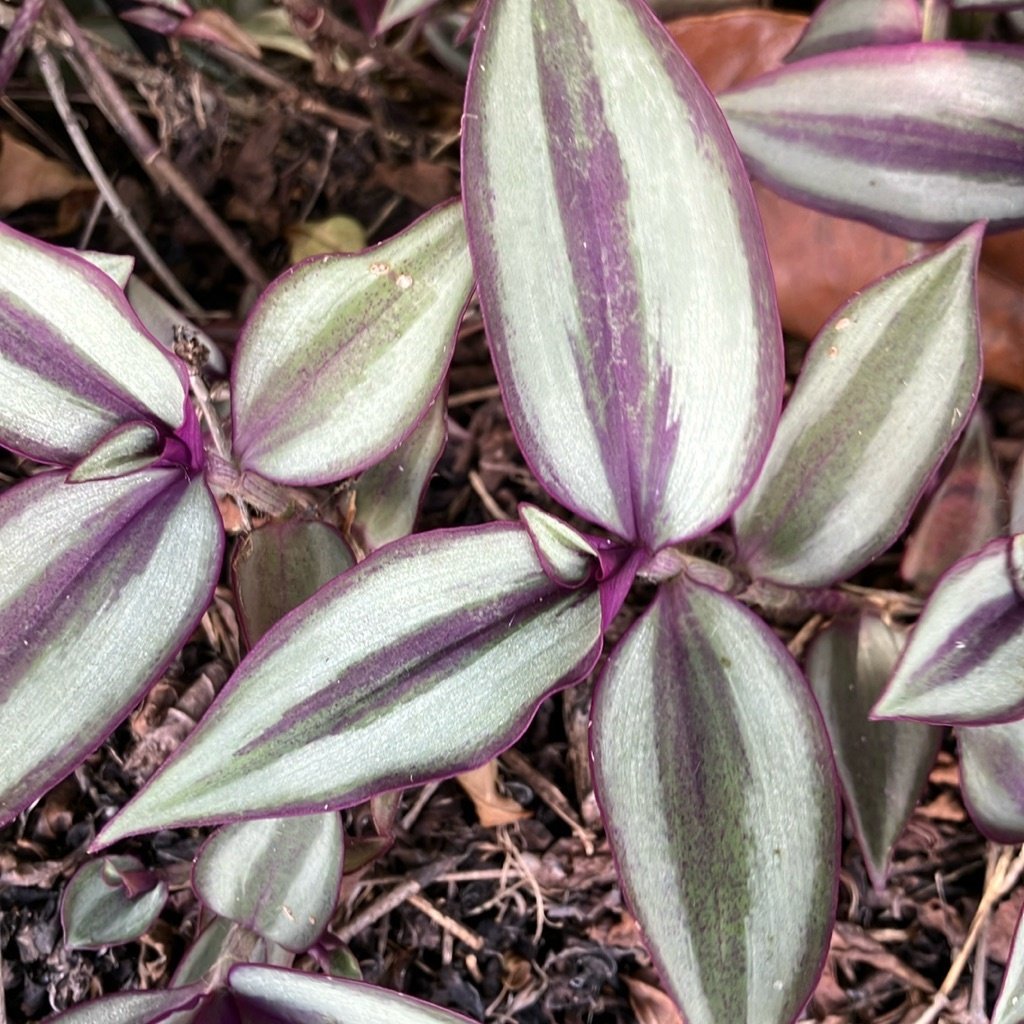 Trzykrotka purpurowa