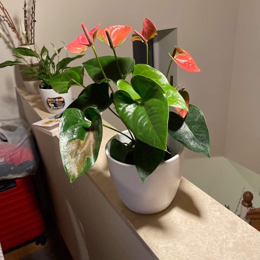 Zantedeschia Flamingo