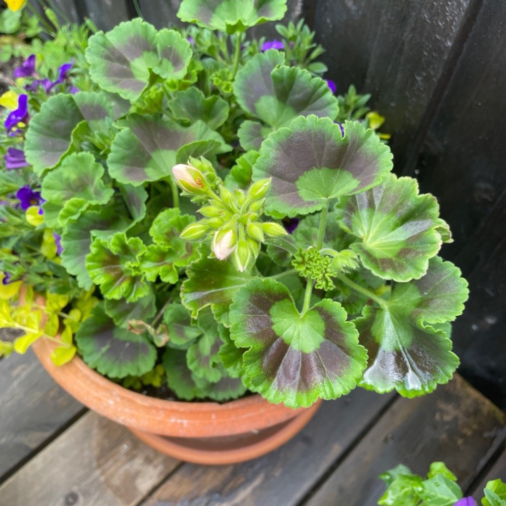 pelargonia rabatowa